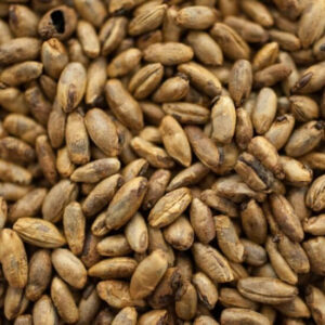 150-EBC Crystal Rye Malt (1 lb) - Thomas Fawcett & Sons