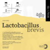 Lactobacillus 1