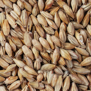 CHÂTEAU 50-EBC BISCUIT® Malt (1lb) - Castle Malting