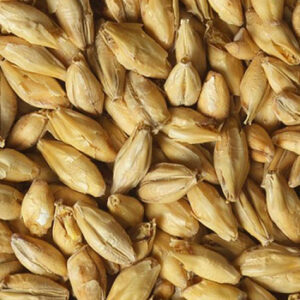 CHÂTEAU MUNICH LIGHT 15-EBC (1lb) - Castle Malting