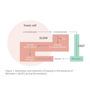 Biomatex L ALDC Enzyme