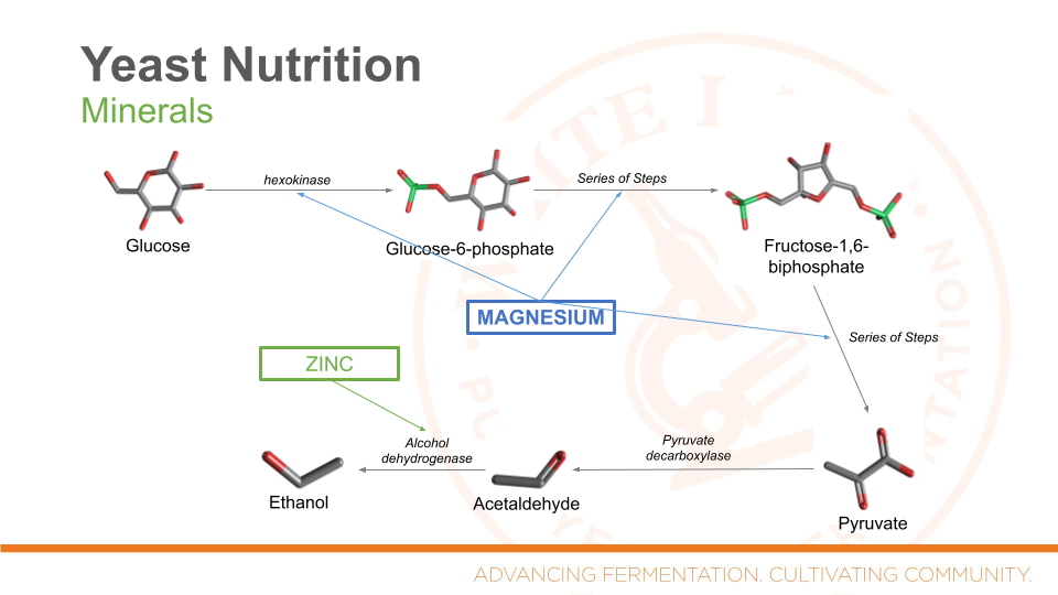 Zinc and Fermentation