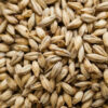 Golden Promise Pale Ale Malt (1lb) - Thomas Fawcett 2 Golden Promise Pale Ale Malt (2 lbs) - Thomas Fawcett & Sons