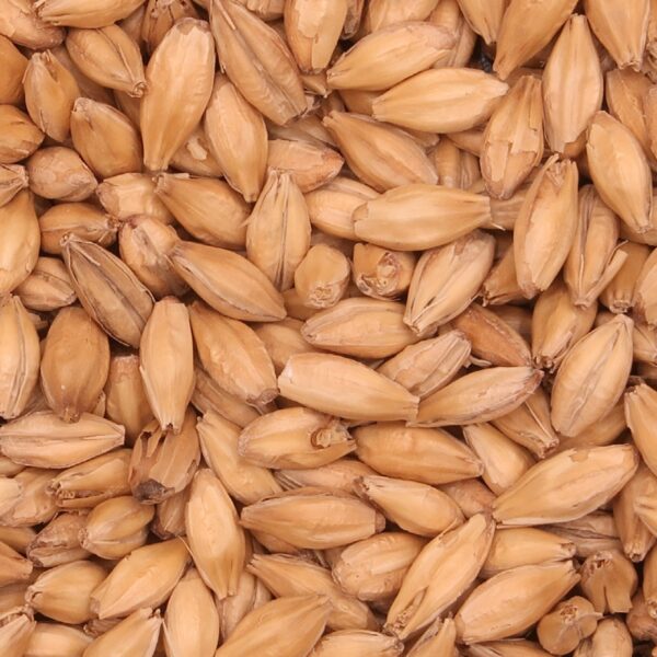 Pale Malt (55 lb sack) - Barrett Burston 5 Barrett Burston Malting Pale Malt